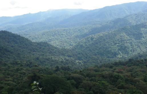 Conservación de Especies Forestales 